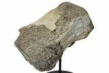 Fossil Hadrosaur (Gryposaurus?) Toe Bone w/ Metal Stand - Texas #250263-2